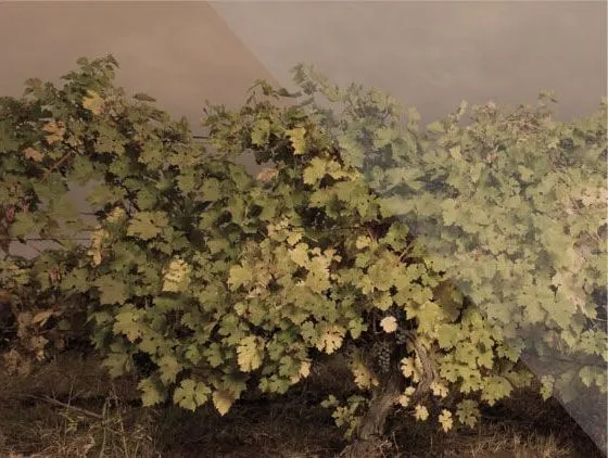 Terroir